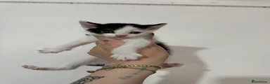 Domestic Shorthair 3
