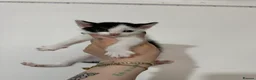 Domestic Shorthair cats for sale: Black and white domestic shorthair kittens - Advert 5