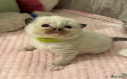 Ragdoll cats for sale: Beautiful Ragdoll Kittens  - Image 25