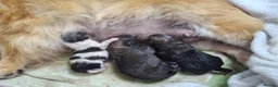 Pomeranian dogs for sale: Beautiful pomeranian pups just born!! - Advert 10
