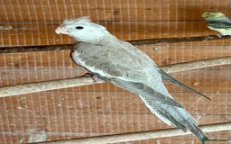 Cockatiels birds for sale: Baby Cockatiels for sale  - Image 1