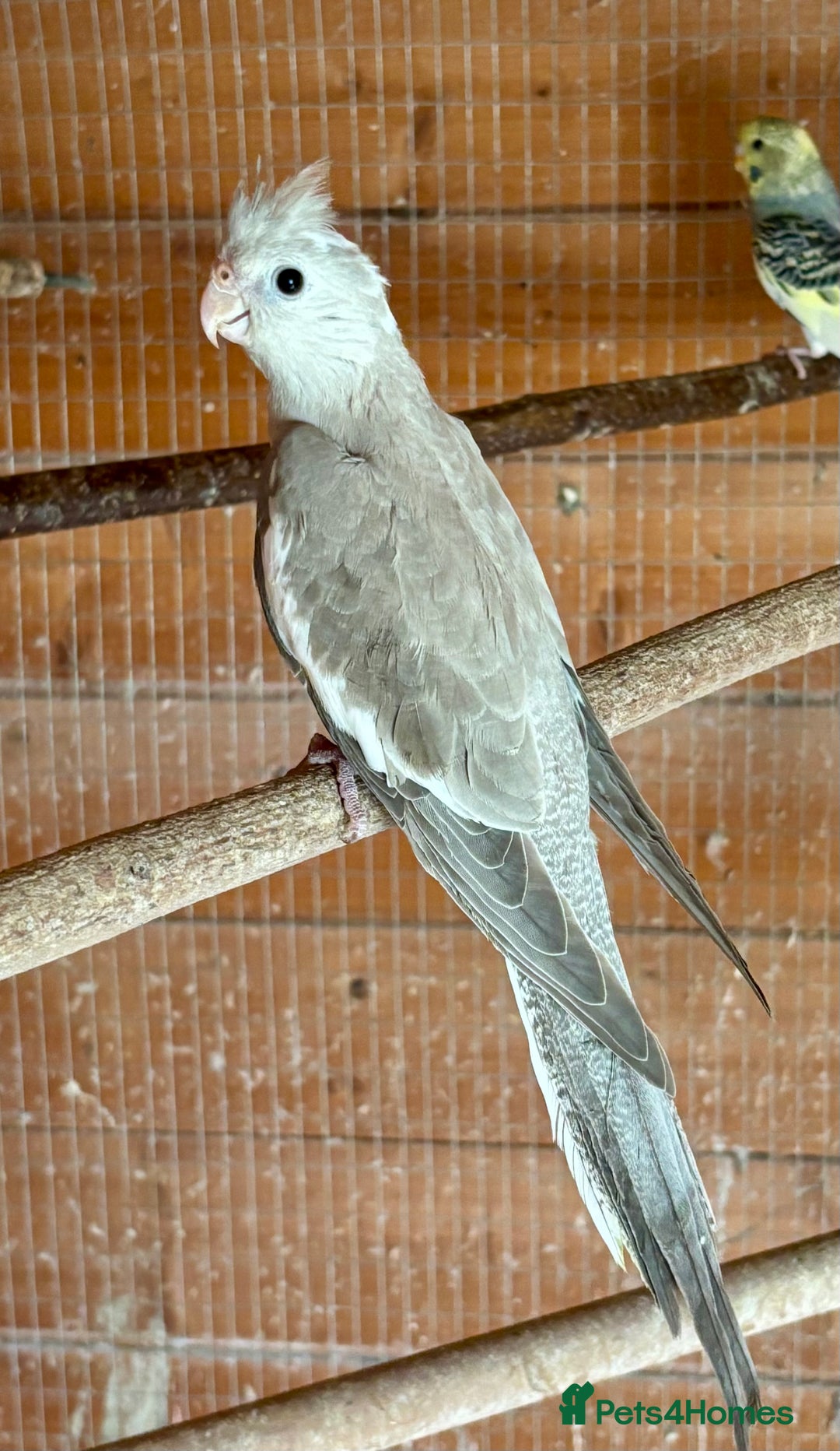 Cockatiels birds for sale: Baby Cockatiels for sale  - Image 1
