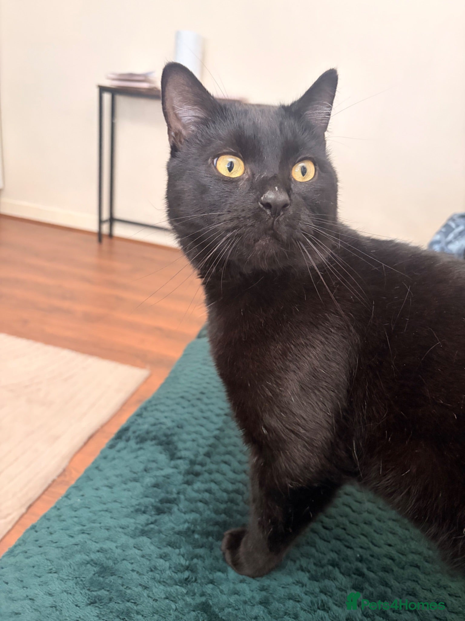 Domestic Shorthair cats Black male cat - Advert 5