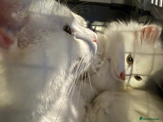 British Longhair cats - Advert 14