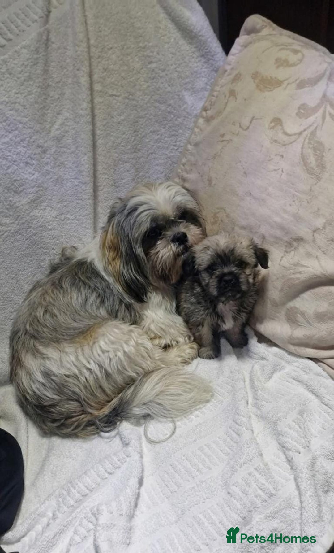 Shih Tzu dogs for sale: Shih tzu puppies  - Advert 1