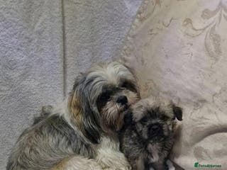 Shih Tzu dogs Shih tzu puppies - Advert 8