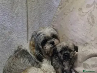 Shih Tzu dogs Shih tzu puppies - Advert 3