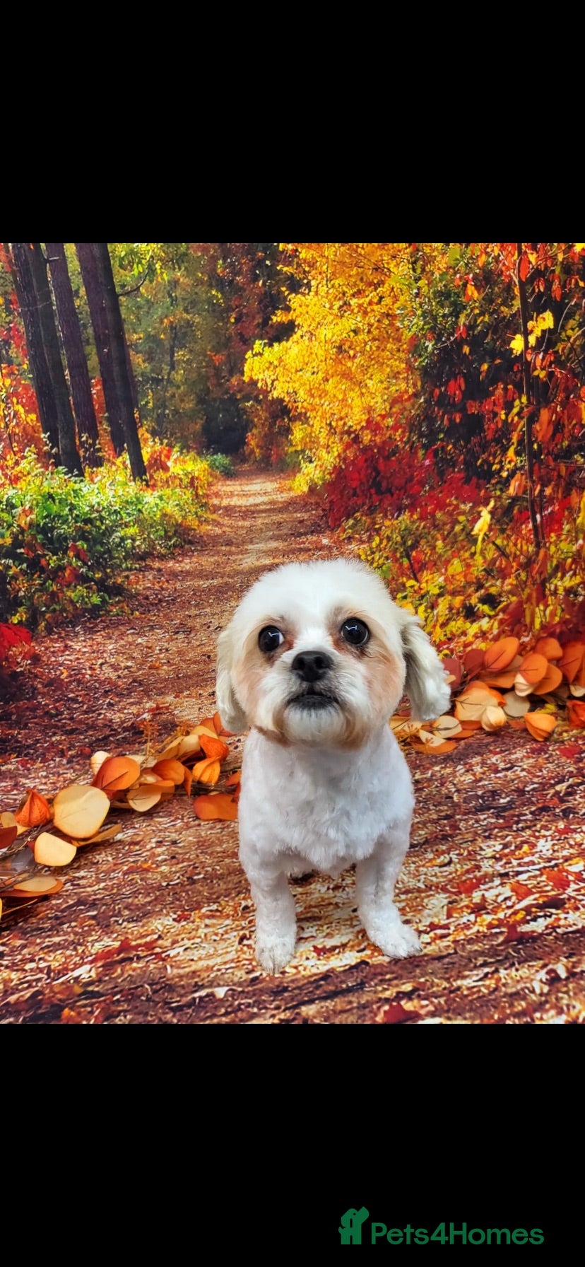 Malshi dogs Cissy - Advert 5