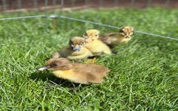 Ducks poultry for sale: INDIAN RUNNER DUCKLINGS  in Chorley - Image 2