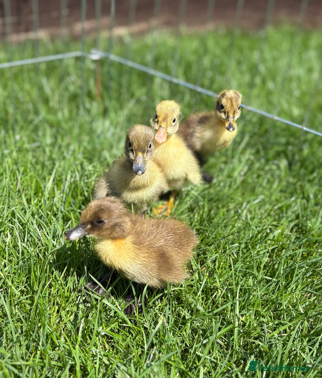 Ducks poultry for sale: INDIAN RUNNER DUCKLINGS  in Chorley - Image 2