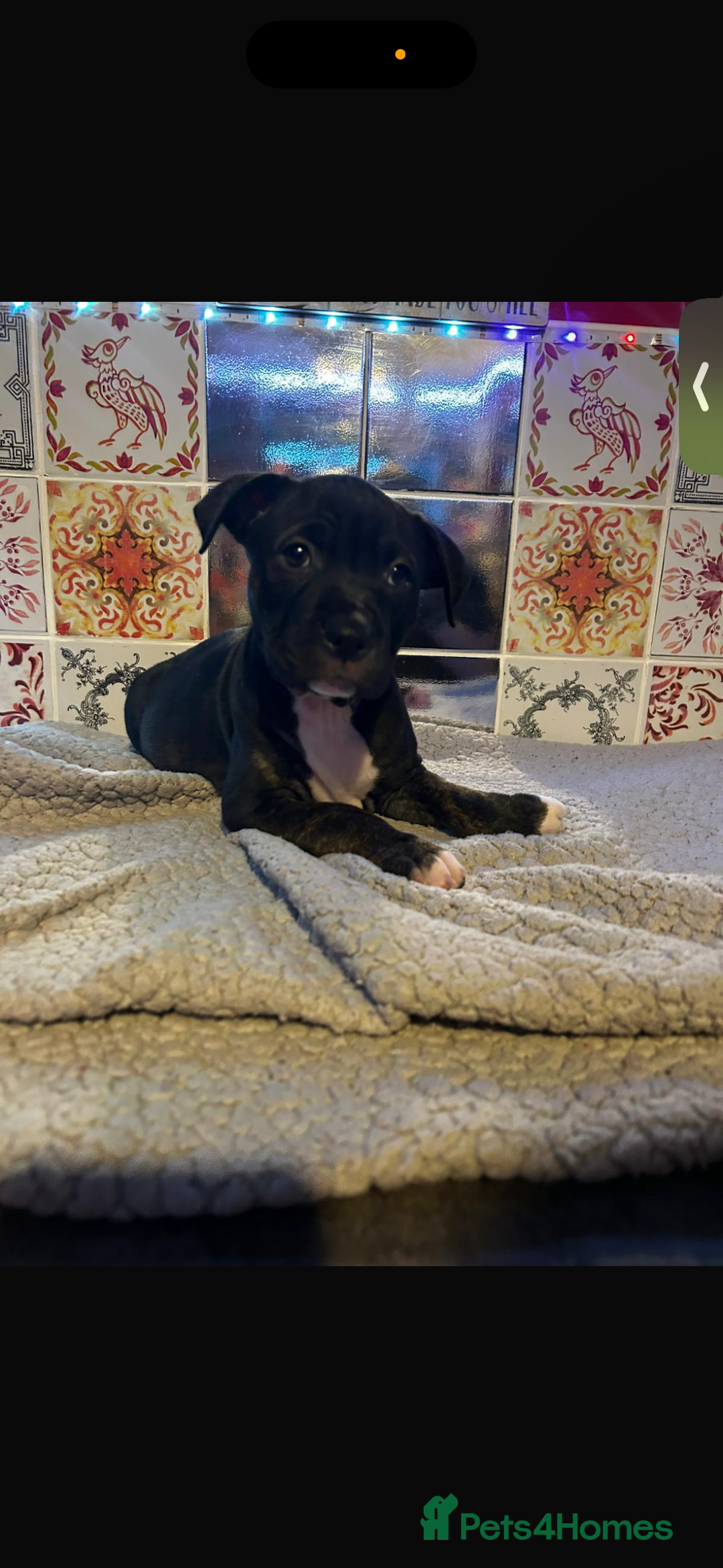 Mixed Breed dogs for sale: READY TO LEAVE!! beautiful staffie puppies.  - Advert 2