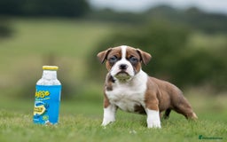 American Bully dogs for sale: RemmyXHienz litter 6 beautiful puppies  - Image 7