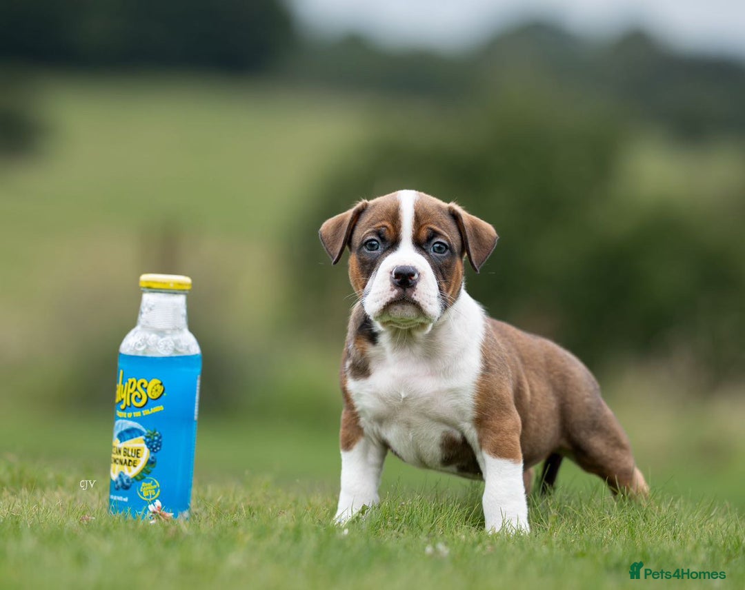 American Bully dogs for sale: RemmyXHienz litter 6 beautiful puppies  - Image 7