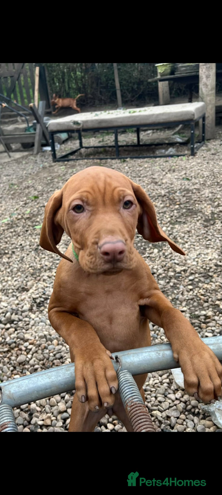 Hungarian Vizsla dogs Beautiful Hungarian Vizsla Puppies-Family Raised - Advert 2