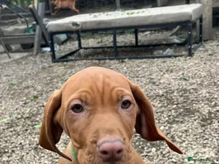Hungarian Vizsla dogs Beautiful Hungarian Vizsla Puppies-Family Raised - Advert 2