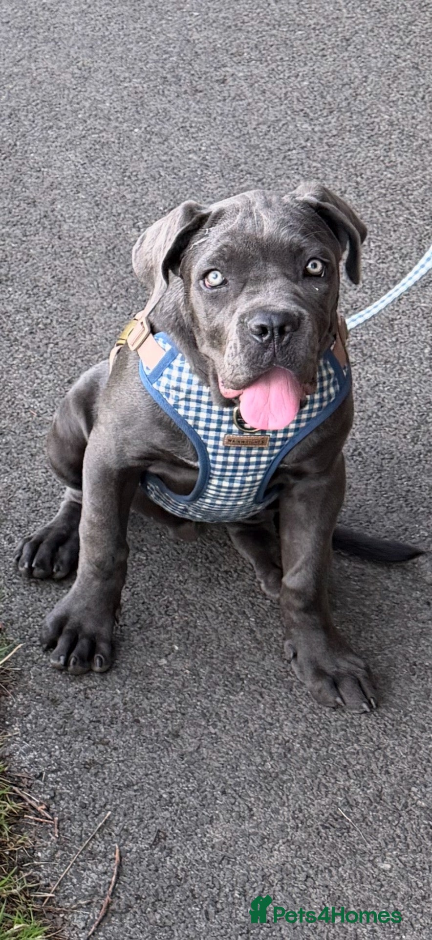 Cane Corso dogs Beautiful blue cane corso female - Advert 3