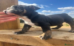 English Bulldog dogs for sale: English bulldog puppies - Image 8
