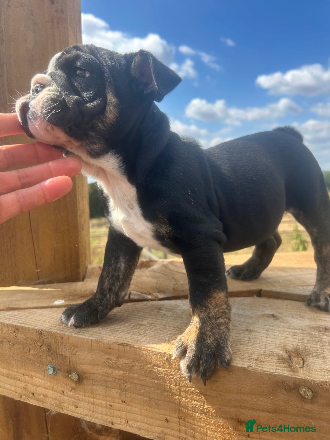 English Bulldog dogs for sale: English bulldog puppies - Image 8