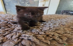 British Longhair cats for sale: Beautiful black British shorthair kittens  - Image 17