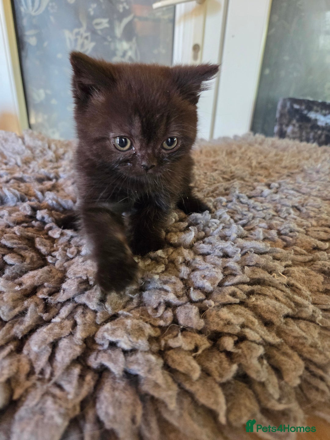 British Longhair cats for sale: Beautiful black British shorthair kittens  - Image 17