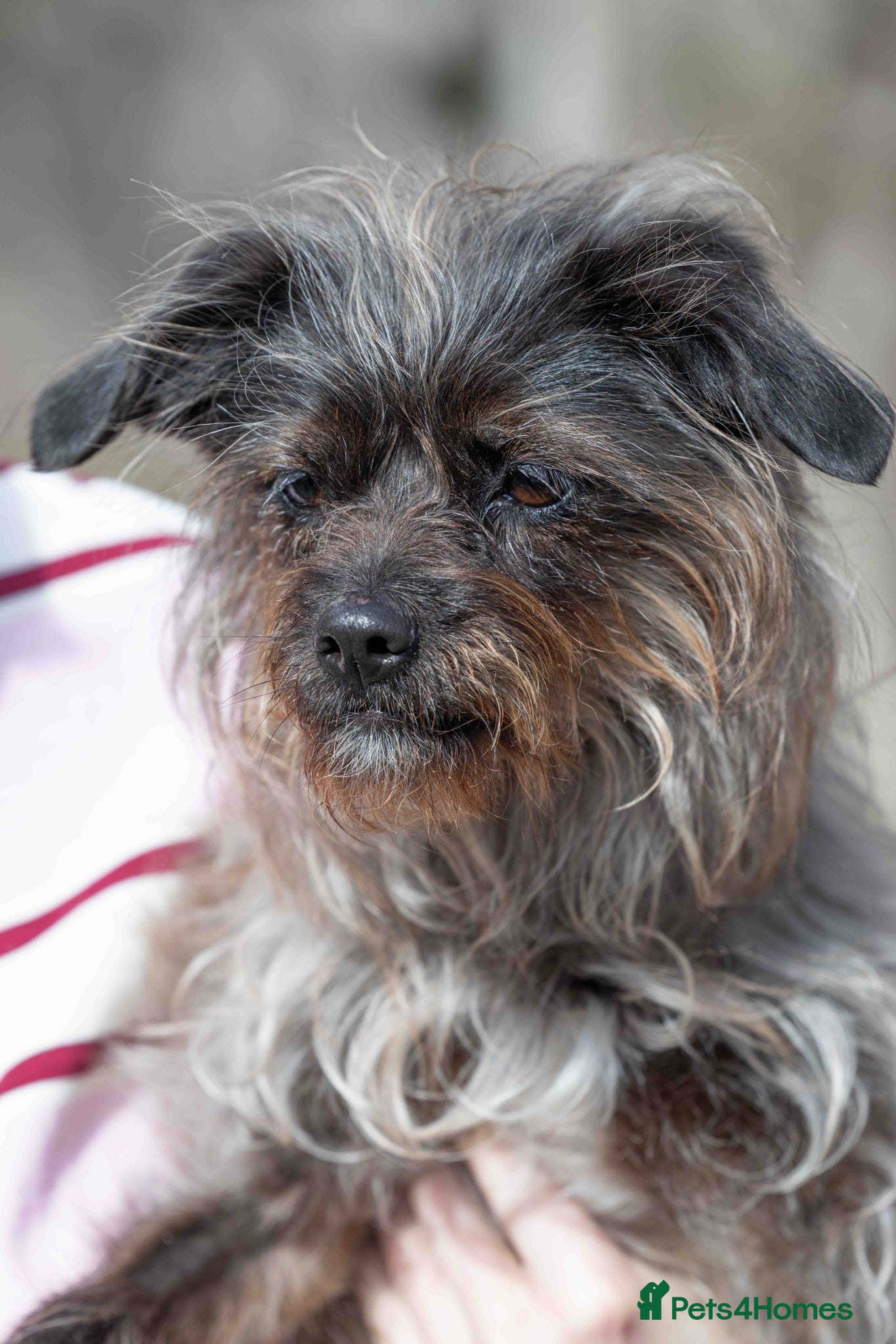 Mixed Breed dogs Katinka - Advert 2