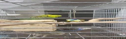 Budgerigars birds for sale: Budgies for Sales  in London - Advert 3