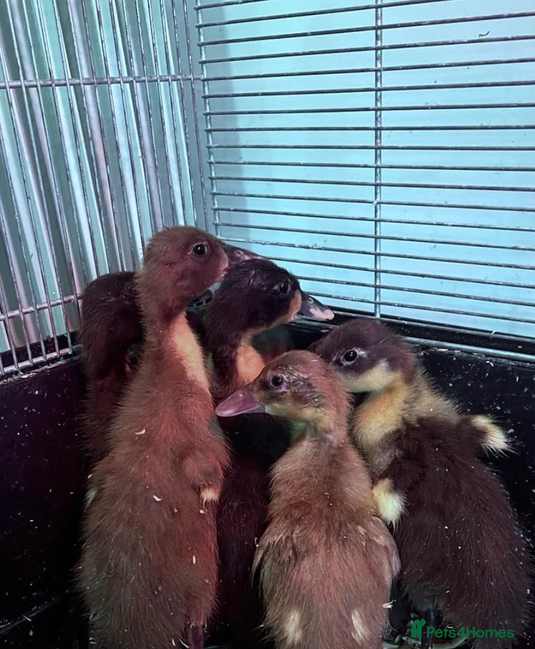 Ducks poultry for sale: Ducklings X Indian Runners  Sexed  - Advert 2
