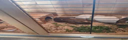 Guinea Pig rodents for sale: 2 Male Guinea Pigs. - Advert 2