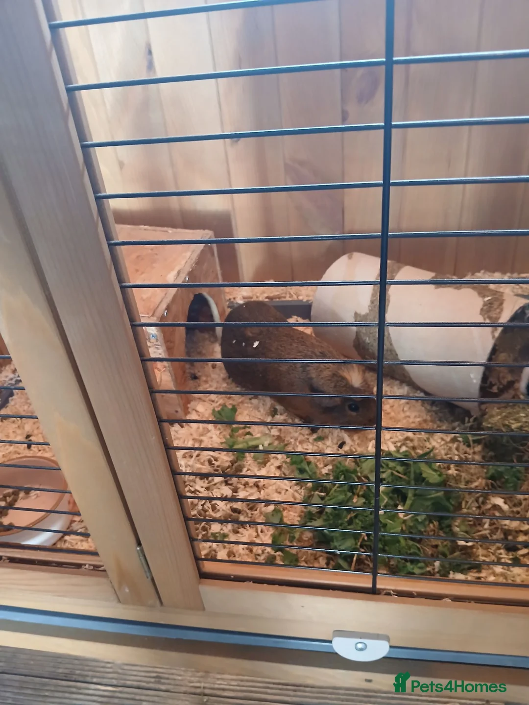 Guinea Pig rodents for sale: 2 Male Guinea Pigs. - Advert 2