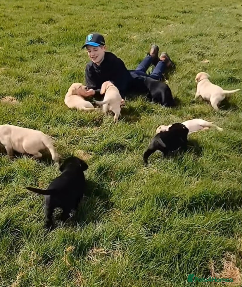 Labrador Retriever dogs Ready Now Yellow Labrador Puppies - Advert 6