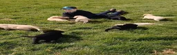 Labrador Retriever dogs for sale: Ready Now Yellow Labrador Puppies - Advert 1