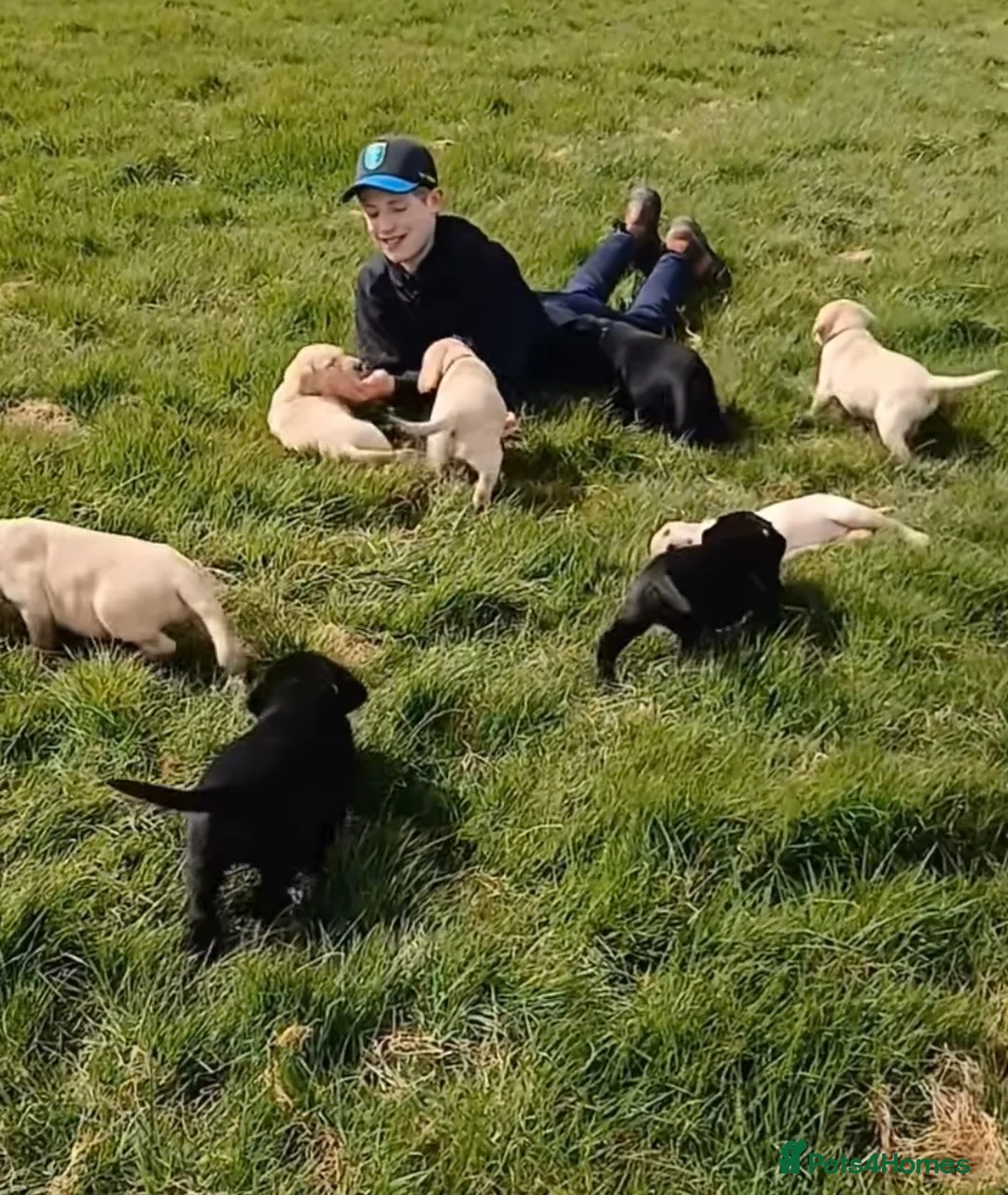 Labrador Retriever dogs for sale: Ready Now Yellow Labrador Puppies - Advert 1