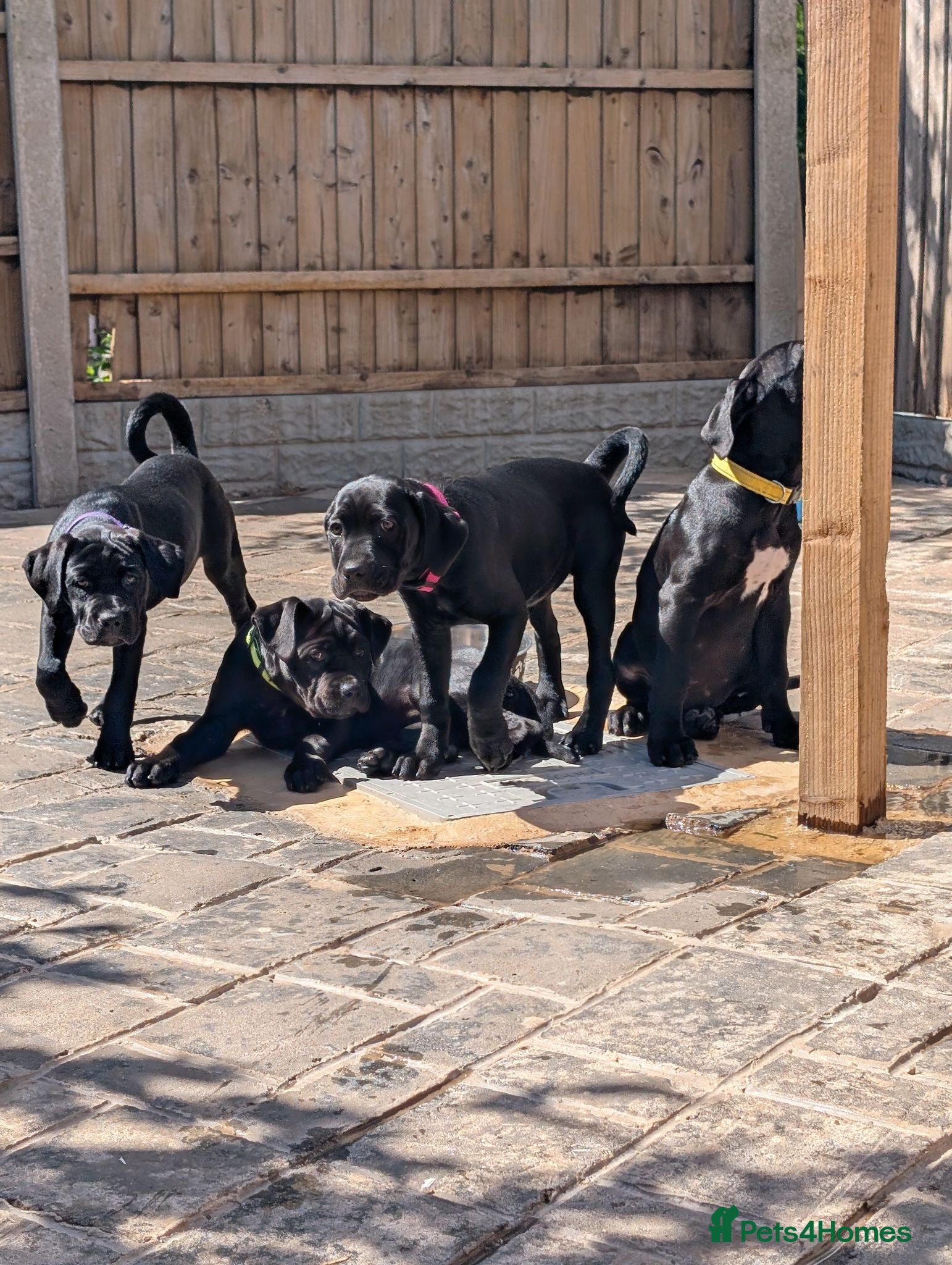 Cane Corso dogs Black female cane corsos puppies  - Advert 6