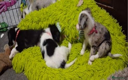 Mixed Breed dogs for sale: Papillon x collie - Image 13