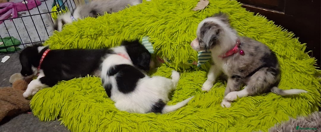 Mixed Breed dogs for sale: Papillon x collie - Image 13