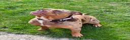 Olde English Bulldogge dogs for sale: Daisy  - Advert 5
