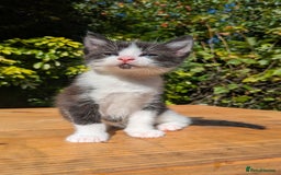 Mixed Breed cats for sale: Tuxedo Kittens - Image 18
