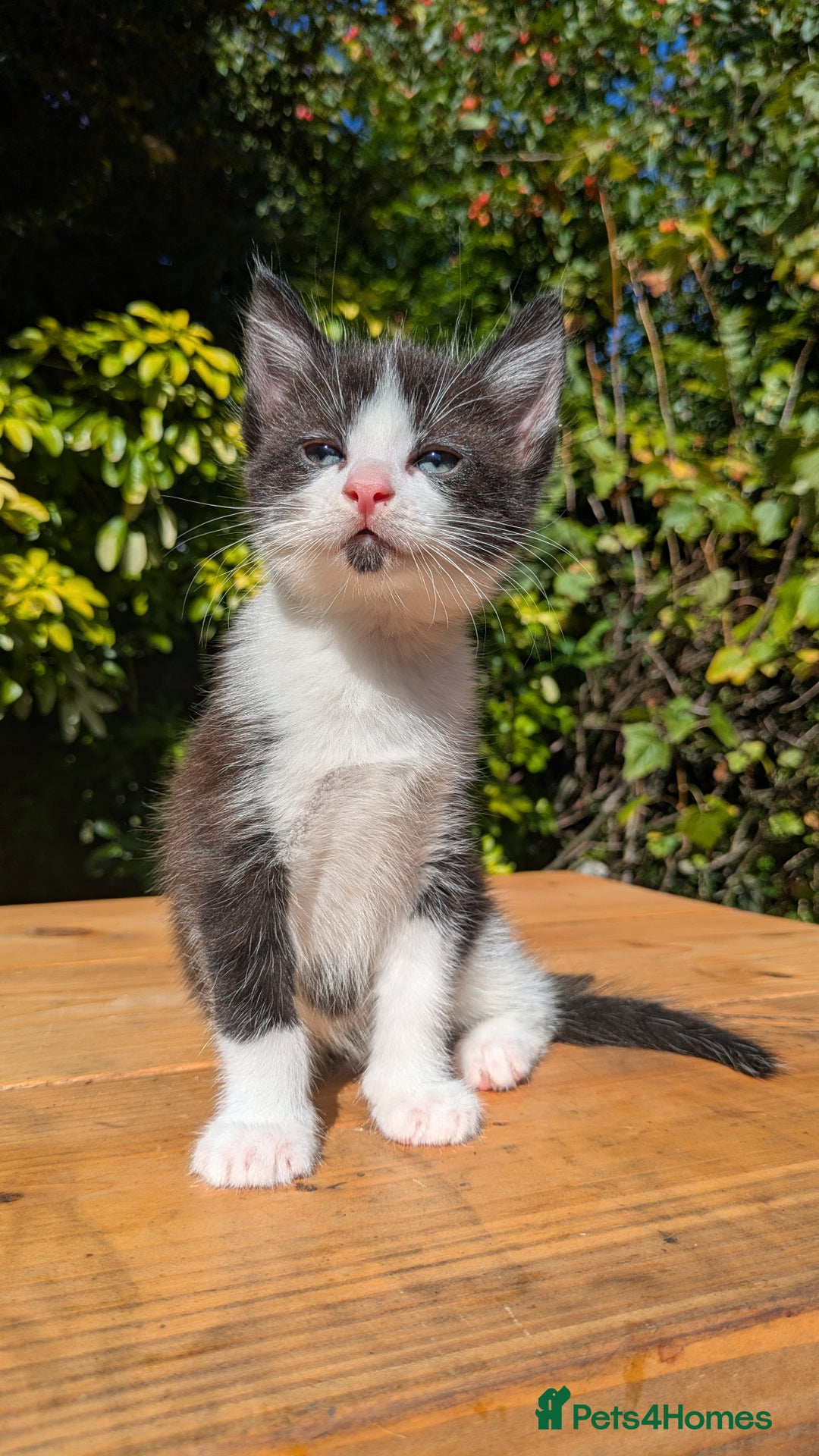 Mixed Breed cats for sale: Tuxedo Kittens - Image 18