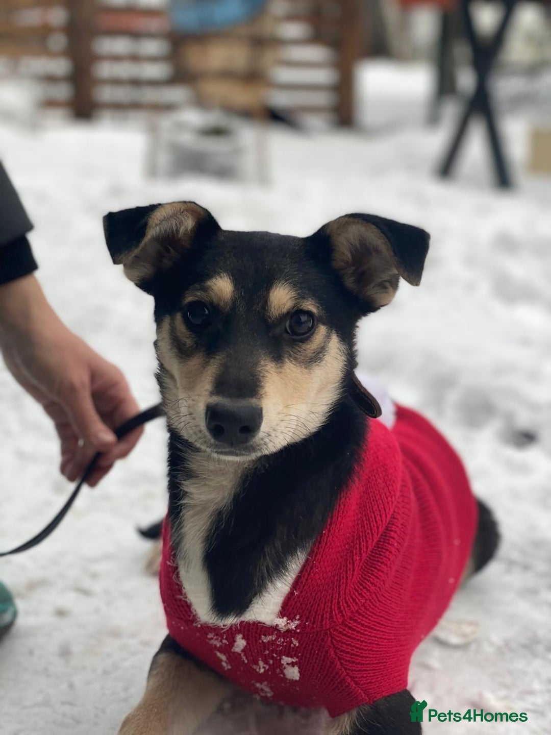 Mixed Breed dogs for adoption: ❤️ZITA&GITA❤️ – Together or Separately - Advert 7