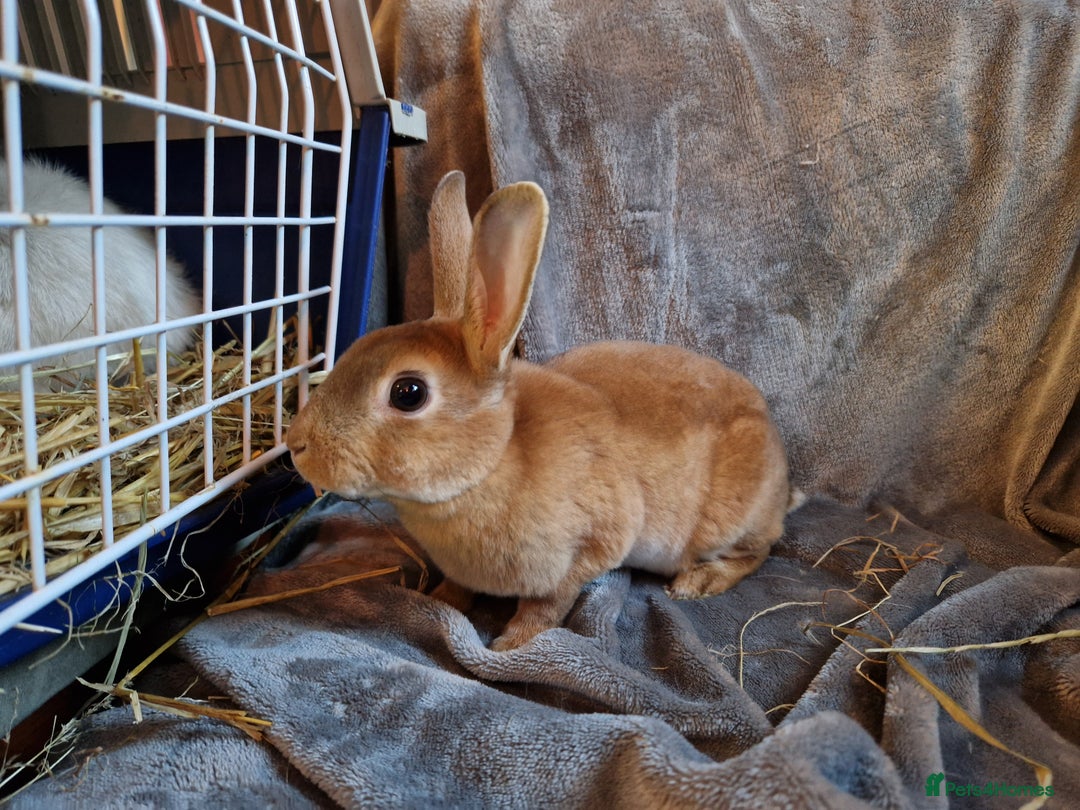Rex rabbits for sale: Purebred Red Agouti Mini Rex Babies- 1 boy 1 girl  - Image 7