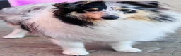 Shetland Sheepdog dogs for stud: Two amazing Shetland sheepdogs available for stud  - Advert 2