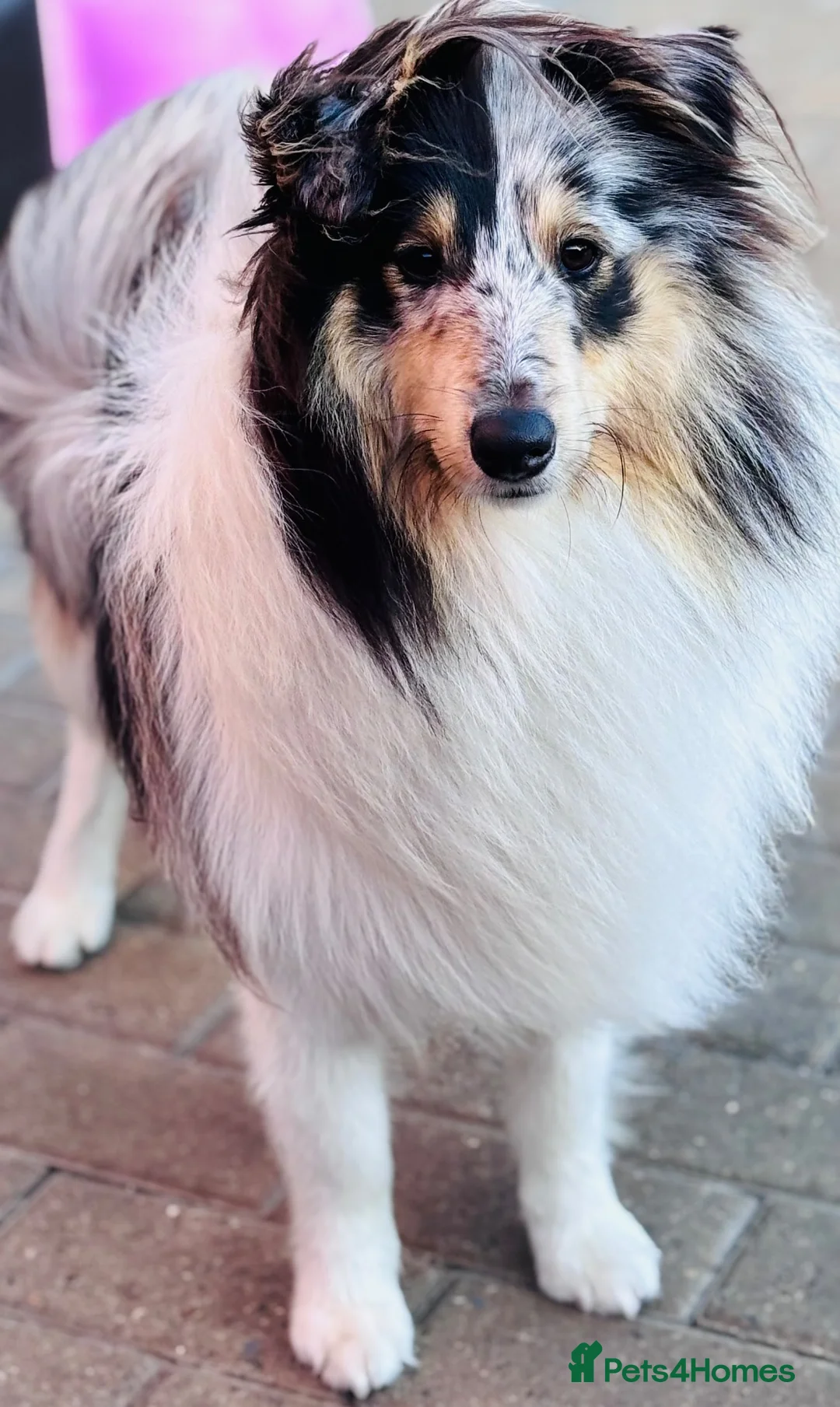 Shetland Sheepdog dogs for stud: Two amazing Shetland sheepdogs available for stud  - Advert 2