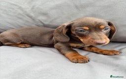 Miniature Dachshund dogs for sale: Miniature dachshunds - Image 22