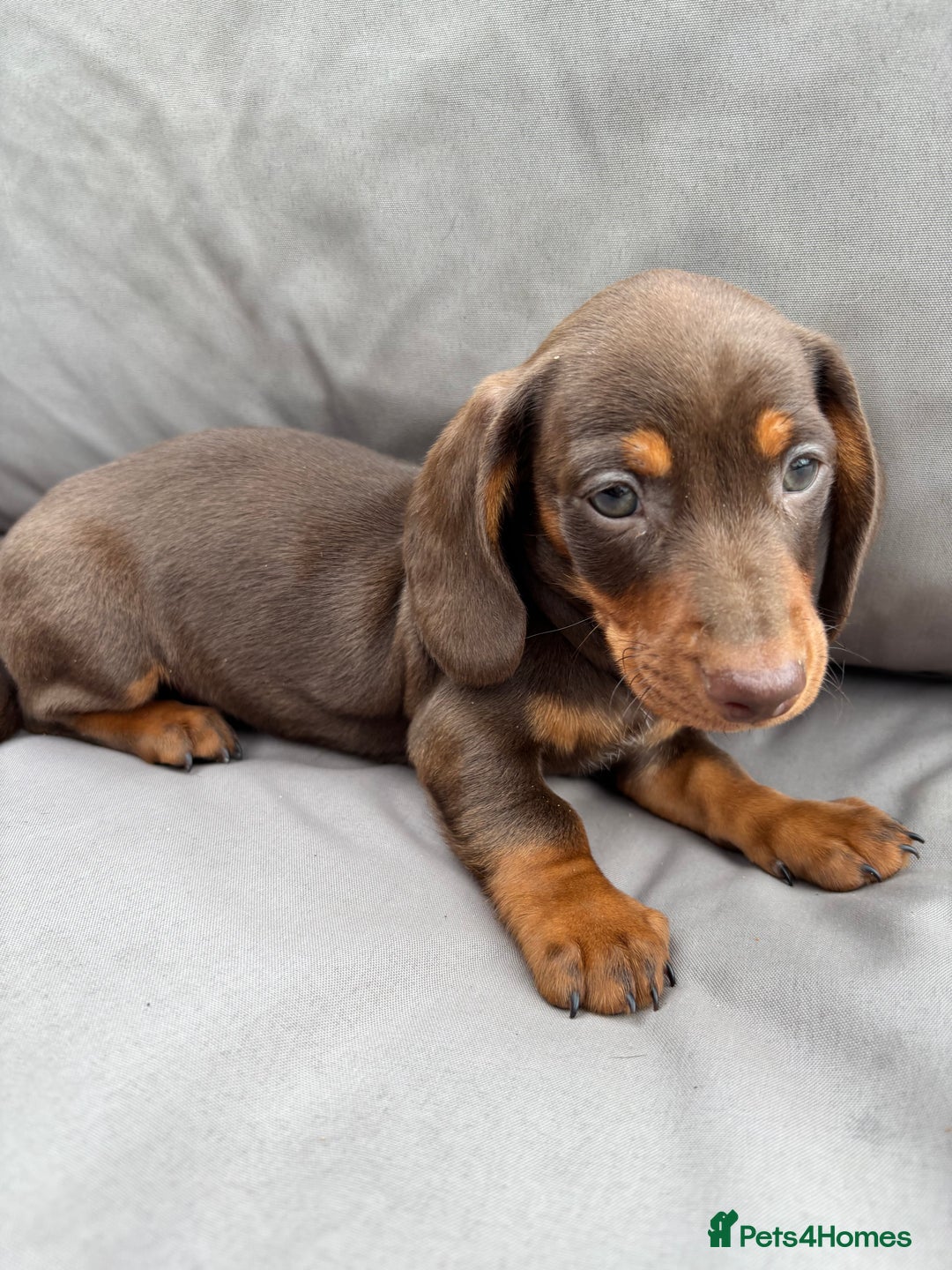 Miniature Dachshund dogs for sale: Miniature dachshunds - Image 22