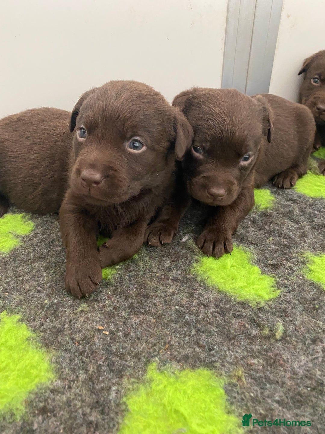 Labrador Retriever dogs for sale: Chocolate Labrador puppies  in Whitchurch - Image 3