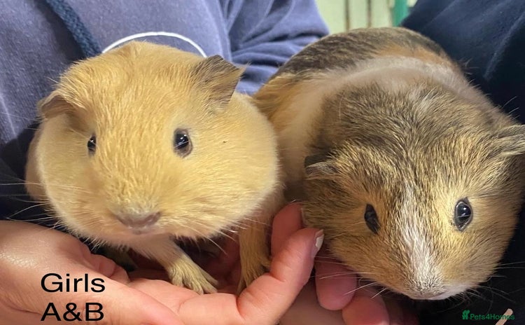 Guinea Pig rodents - Advert 7