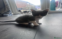 British Shorthair cats for sale: 3 Male kittens ready to be collected  - Image 1