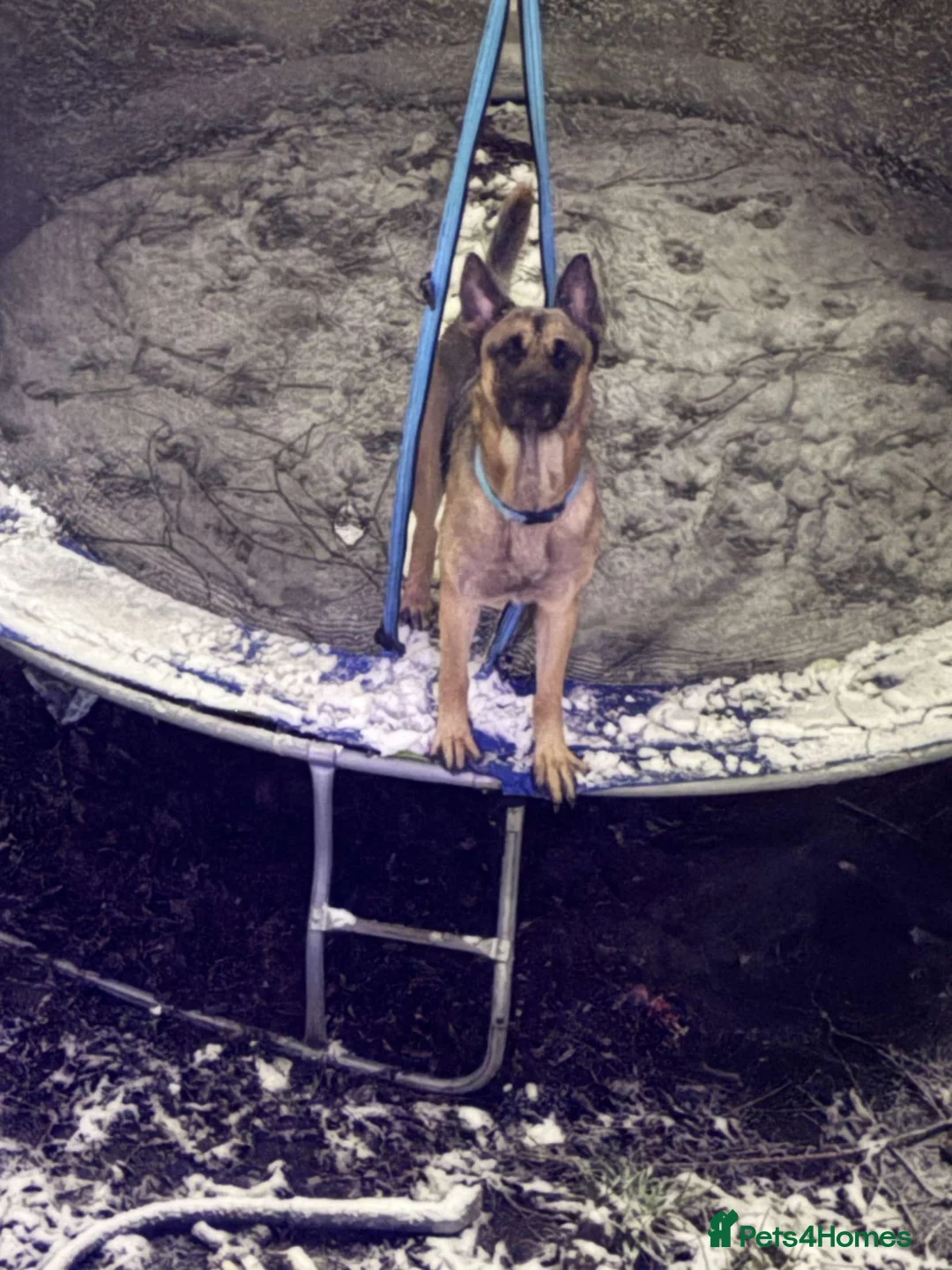 Mixed Breed dogs for sale: Maxy  - Advert 2