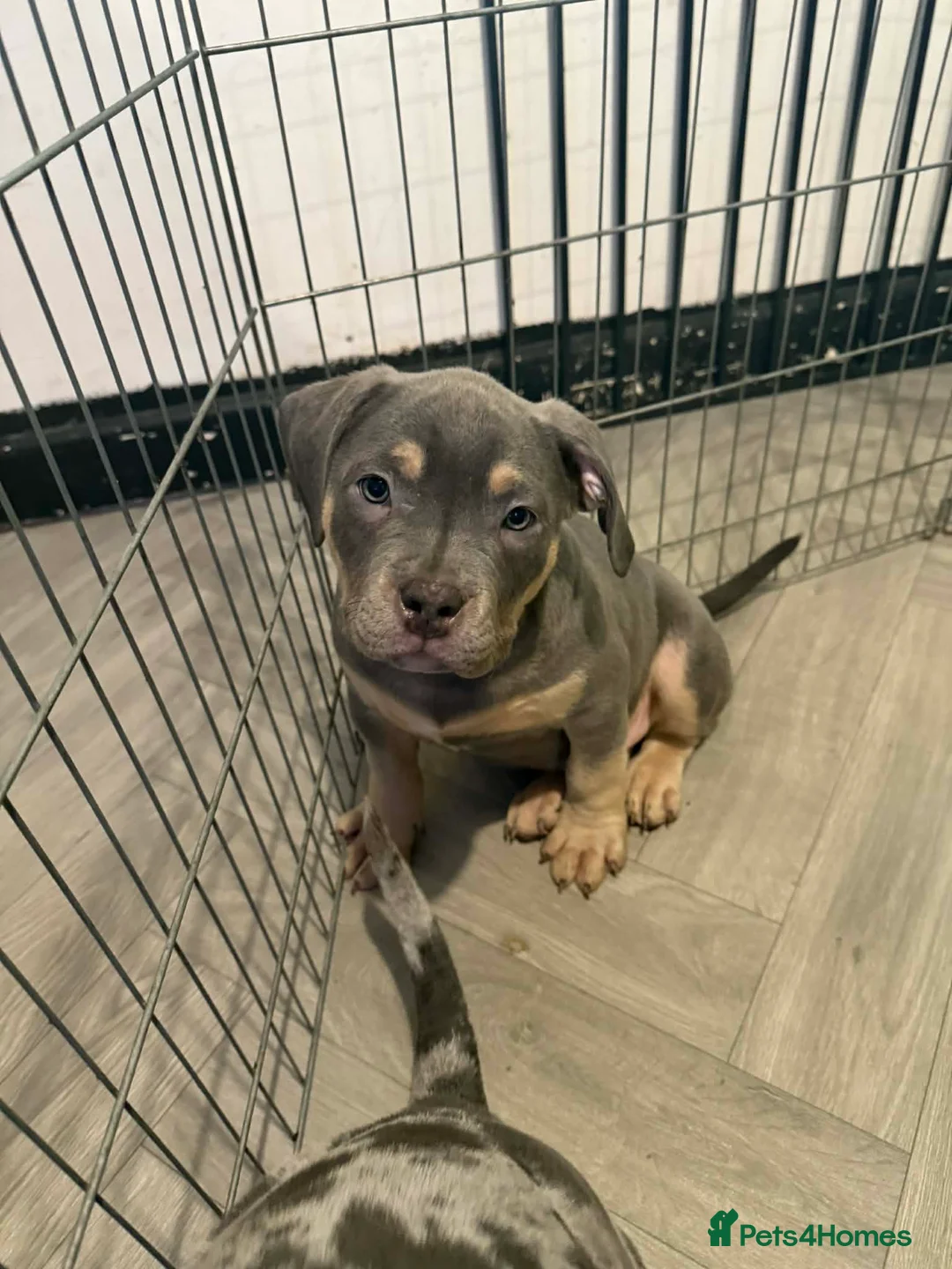 American Bully dogs for sale: Pocket bully pups  - Advert 5