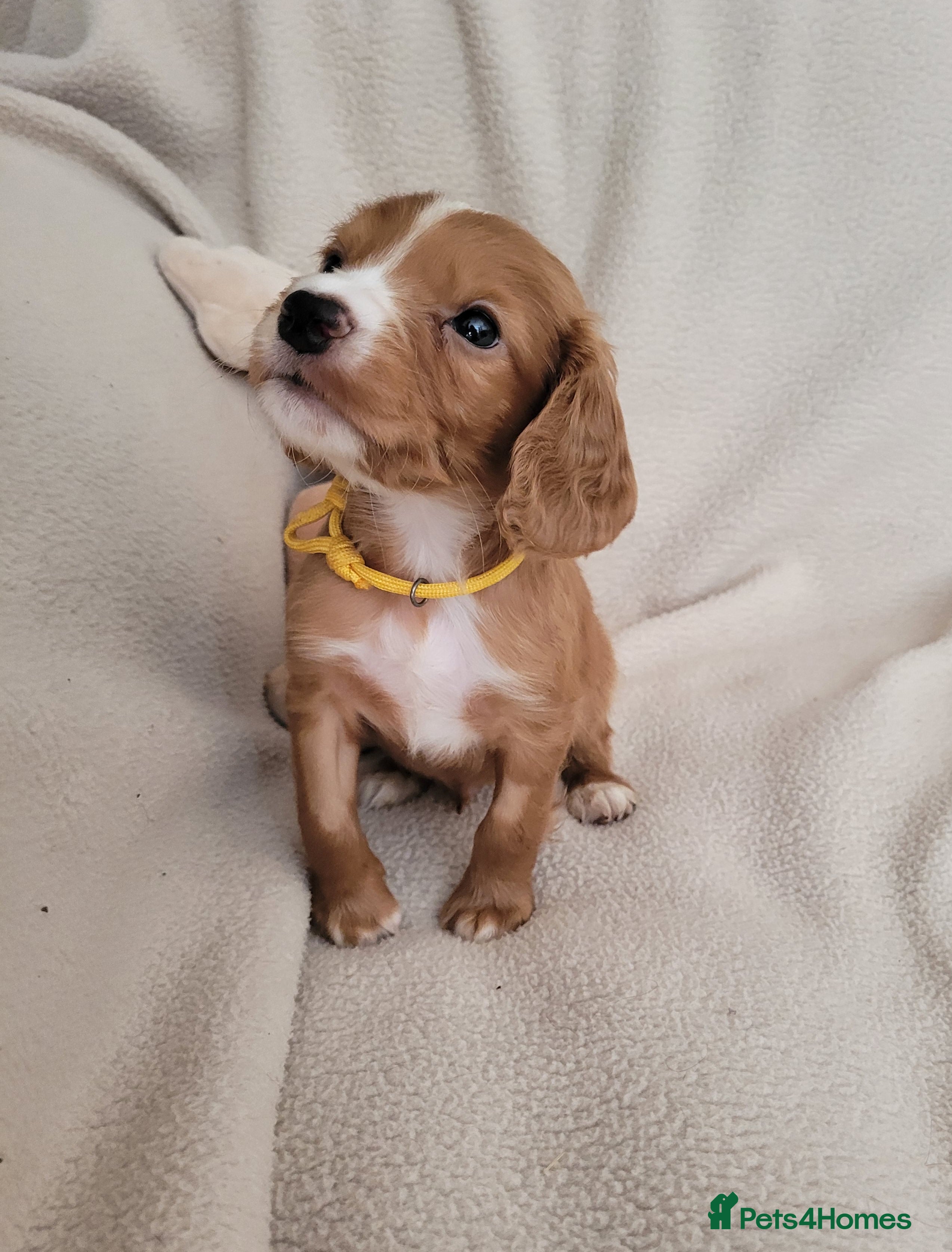 Cocker Spaniel dogs for sale: Ready Now Health Tested Working Cocker Pups - Advert 1
